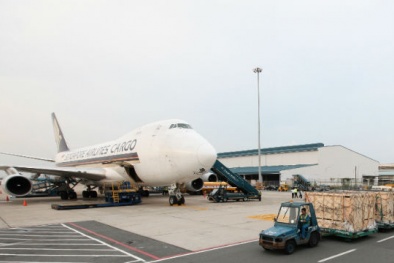 Tiếp tục nhập bò sữa cao sản từ Úc về Việt Nam